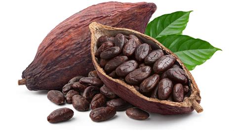 cacao bean.